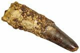 Fossil Spinosaurus Tooth - Real Dinosaur Tooth #332691-1